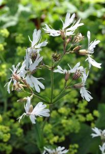 Lychnis flos-cuculi 'alba'