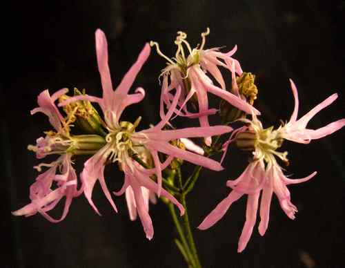 Lychnis flos cucculi 'nana' (= 'congesta')