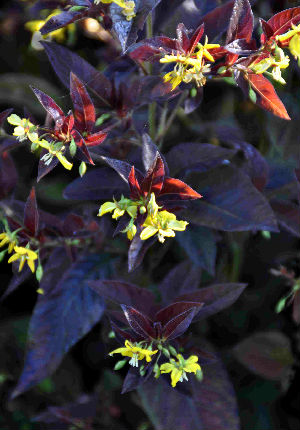 Lysimachia ciliata 'firecracker'