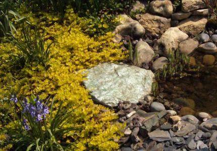 Lysimachia nummularia 'aurea'