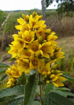 Lysimachia vulgaris