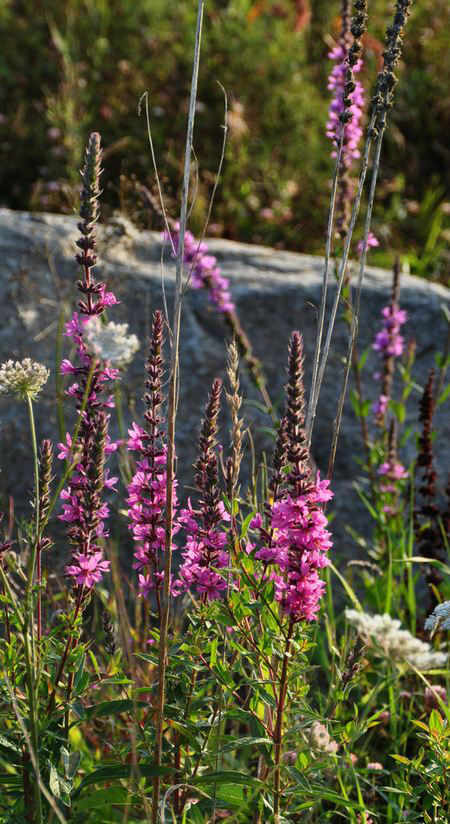 Lythrum salicaria 'Flérial select'