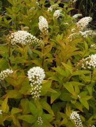 Lysimachia clethroides