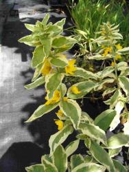 Lysimachia punctata 'Alexander's variety'