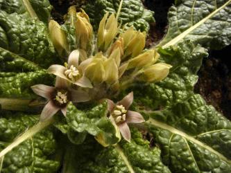 Mandragora officinarum