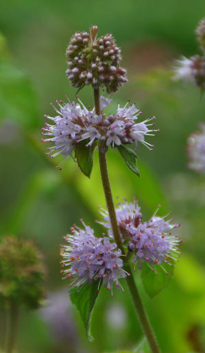 Mentha aquatica