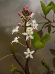 Menyanthes trifoliata