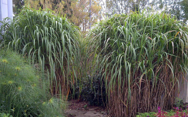 Miscanthus giganteus