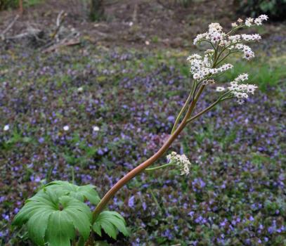 Mukdenia rossii (= Aceriphyllum rossii)