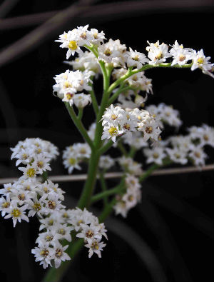 Mukdenia rossii (= Aceriphyllum rossii)