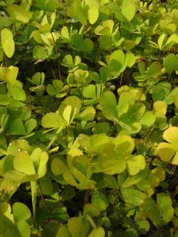 Marsilea quadrifolia