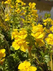 Mimulus guttatus