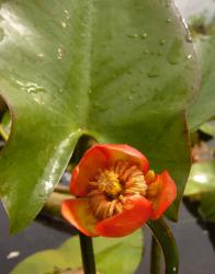 Nuphar japonica