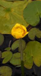 Nuphar lutea