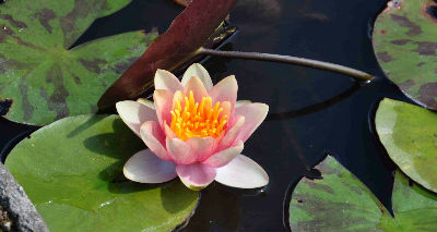 Nymphaea 'Indiana'