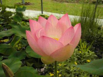 Nelumbo nucifera