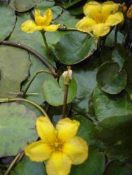 Villarsia nymphoides (voir Nymphoides peltata)