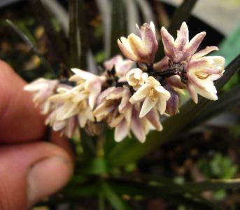 Ophiopogon planiscarpus 'nigrescens'