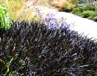 Ophiopogon planiscarpus 'nigrescens'