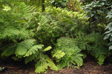 Osmunda regalis