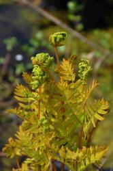 Osmunda regalis