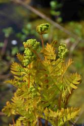 Osmunda regalis