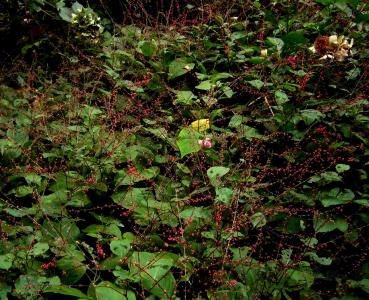 Persicaria filiformis 'painter's palette'