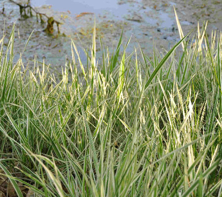 Phalaris arundinacea 'picta'