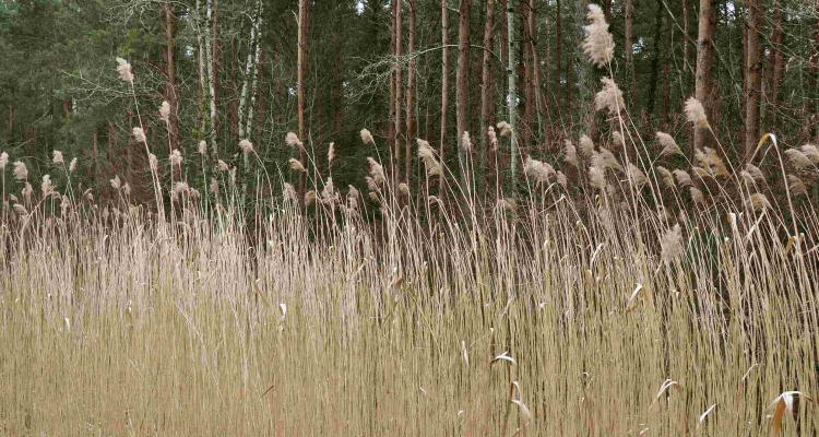 Phragmites australis (syn. P. communis)