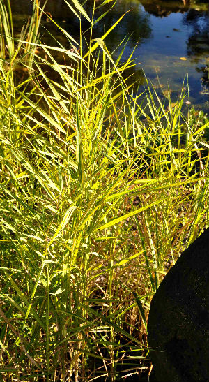 Phragmites australis 'variegatus'