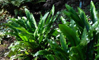 Phyllitis scolopendrium (= Asplenium scolopendrium)