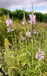 Physostegia virginiana entier