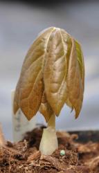 Podophyllum peltatum