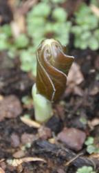 Podophyllum peltatum