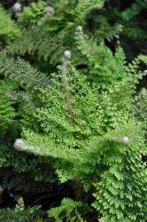 Polystichum setiferum 'plumosum densum'