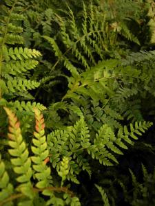 Polystichum braunii