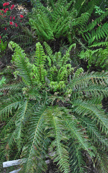 Polystichum braunii