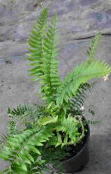 Polystichum munitum