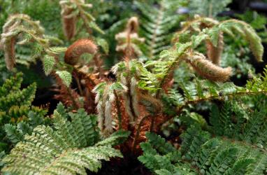 Polystichum polyblepharum