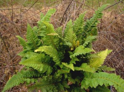 Polystichum setiferum 'congestum'