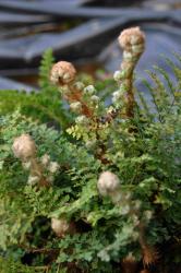 Polystichum setiferum 'plumosum densum'