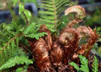 Polystichum polyblepharum