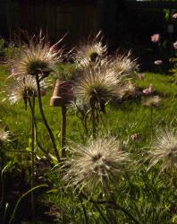 Pulsatilla vulgaris