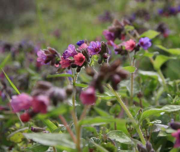 Pulmonaria officinalis