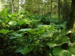 Petasites hybridus (syn. P. officinalis)