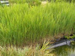 Phragmites australis (syn. P. communis)