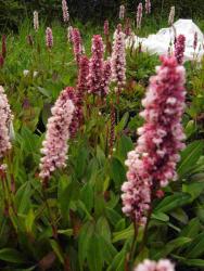 Persicaria affinis (= Bistorta affinis) 'Donald Lowndes'