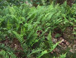 Polypodium vulgare