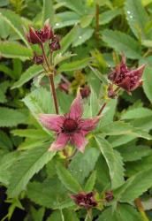 Potentilla palustris