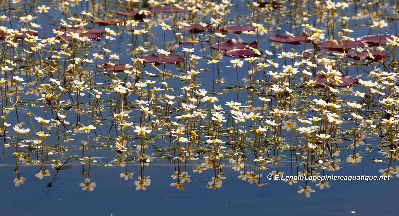 Ranunculus aquatilis